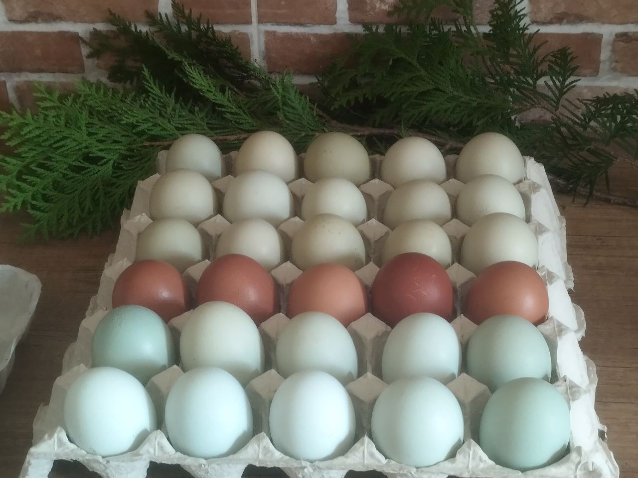 Jajka ekologiczne z certyfikatem