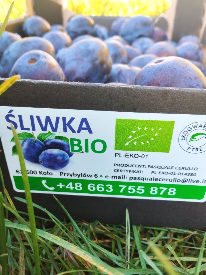 Śliwka BIO